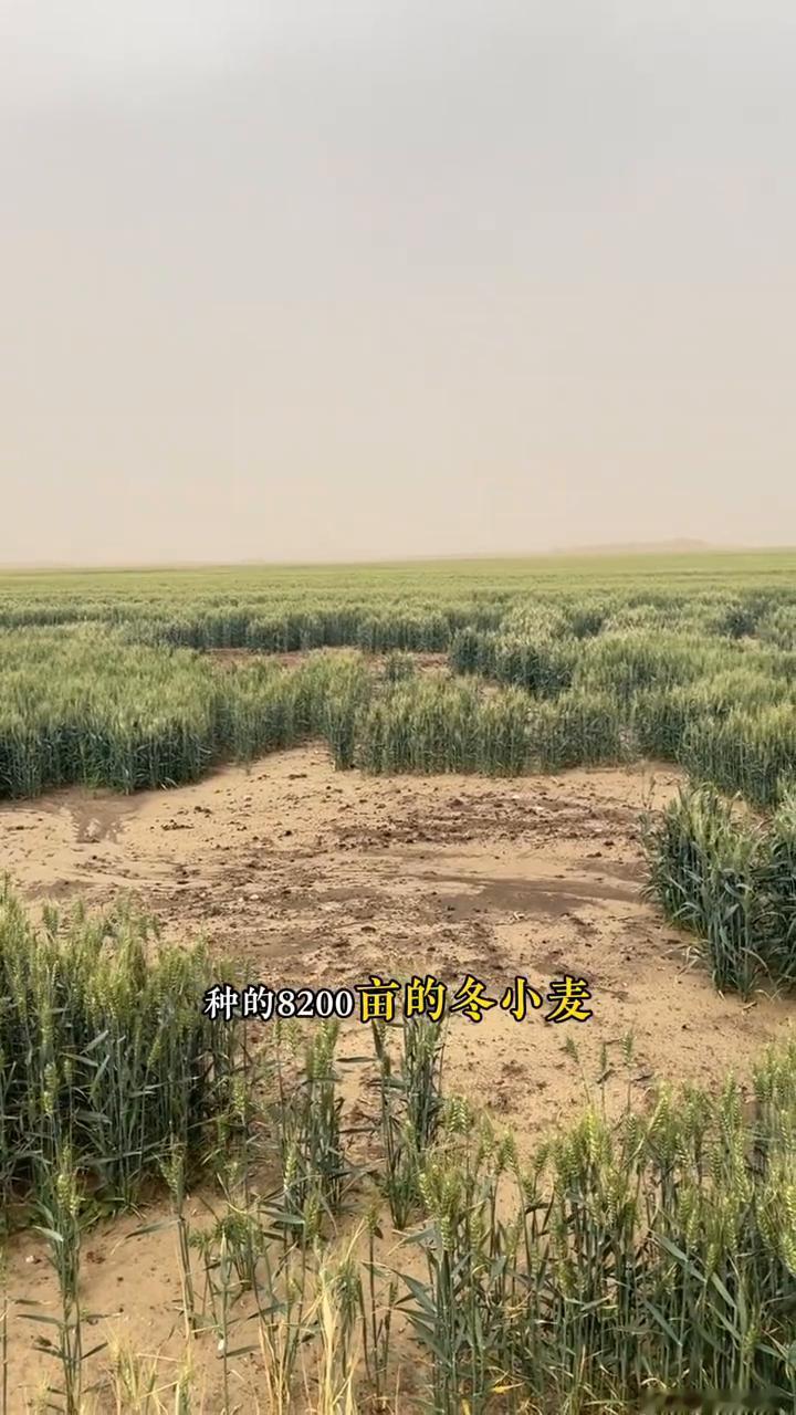 沙漠里种植的小麦即将迎来丰收。我想告诉全国的朋友们，在塔克拉玛干沙漠里种的82