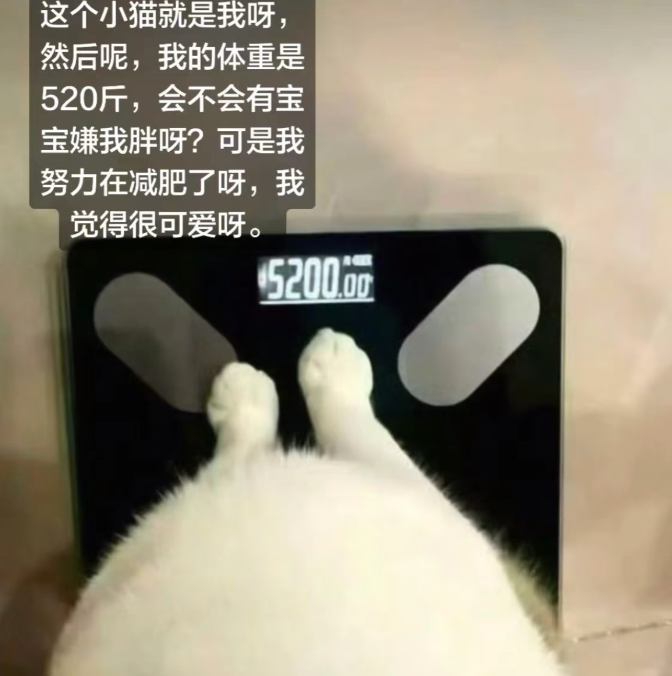 很喜欢这种装傻的文字图