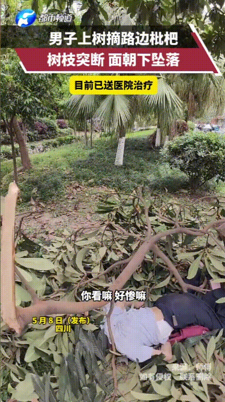 “果然出事了！”四川，男子爬树摘枇杷，结果树枝突然整个断裂，连带着男子直接从高高