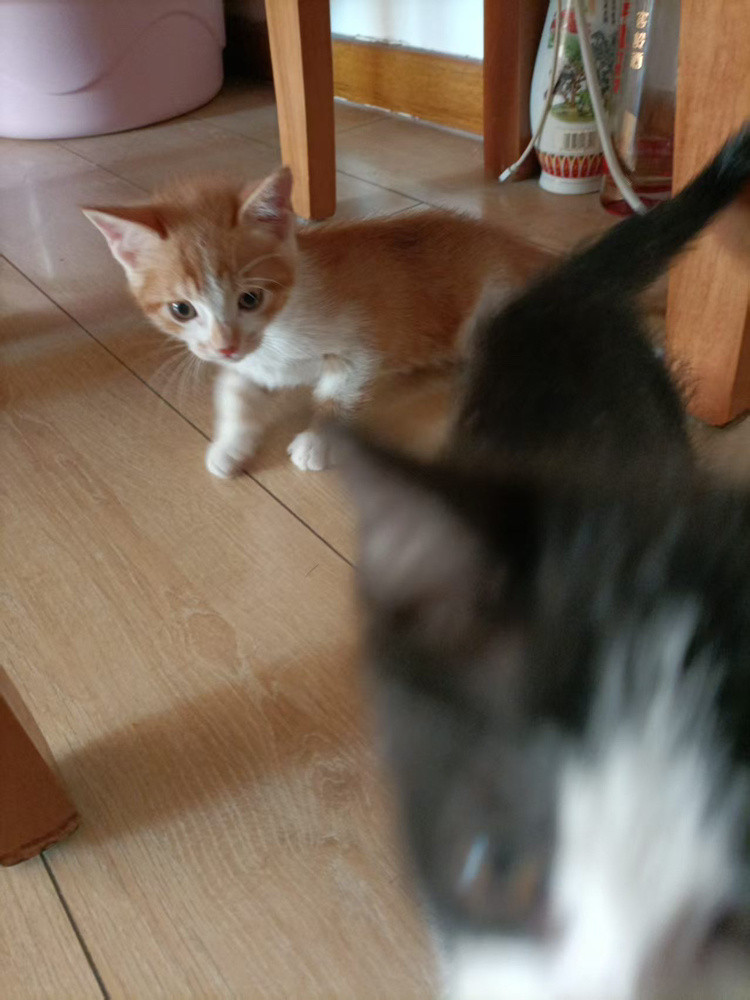我想我比黄小猫更多一点喜欢您奶友会（投稿：）