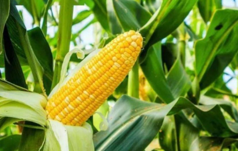 为什么说玉米是“外星植物”？一位60多岁的老人告诉我：90%的人都不知道玉米是“