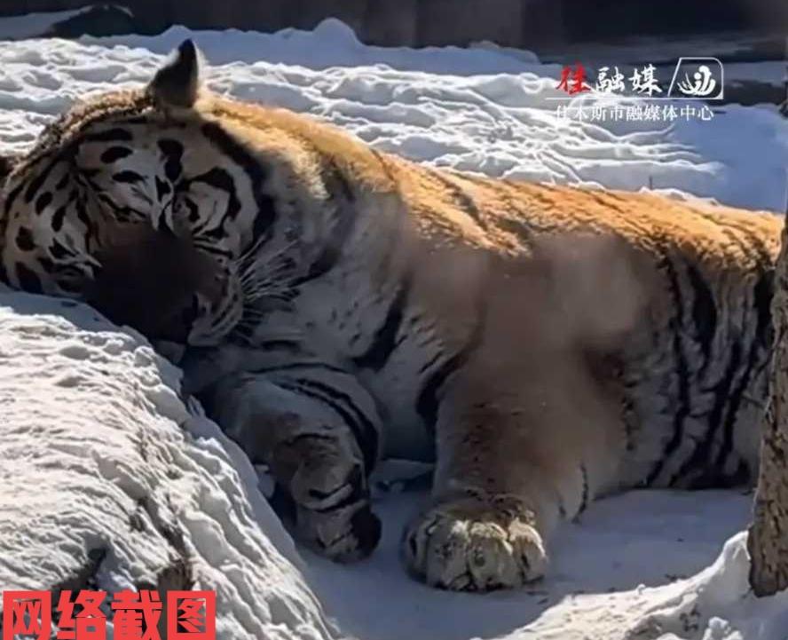 黑龙江牡丹江有女子在动物园看东北虎。此刻女子看到一只东北虎正在睡觉，可是老虎