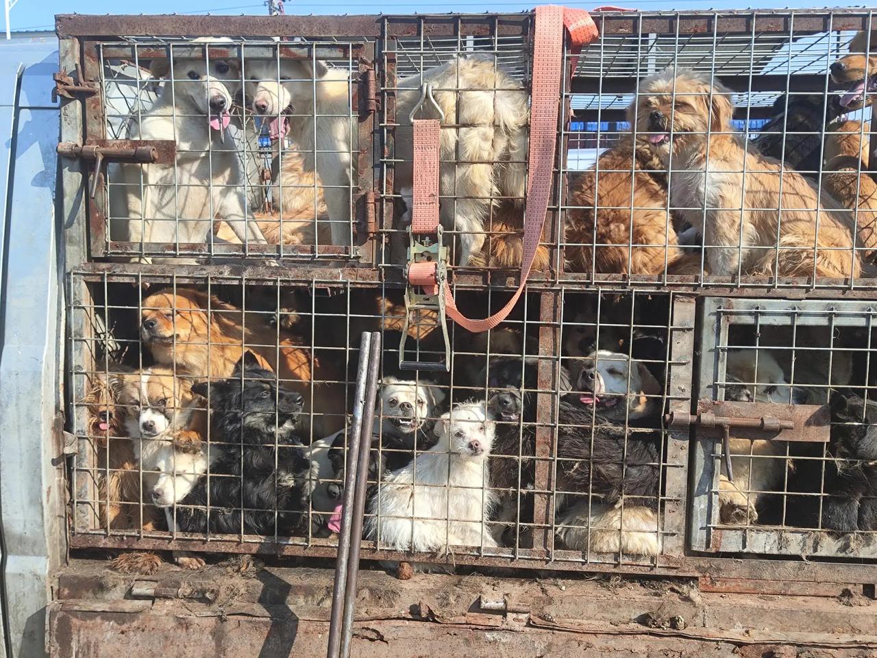 面前大家所看到的这些流浪狗，她们是否还有活下去的希望和勇气，此刻小编很负责任的告