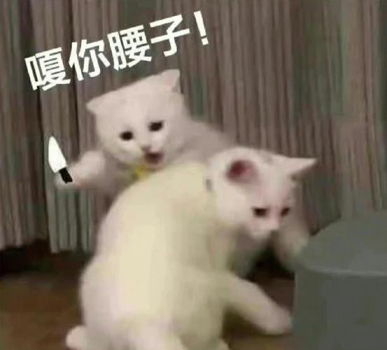 每天一条冷知识为什么肾脏移植完变成了三颗肾？考虑到部分器官有丰富的血供和神经，