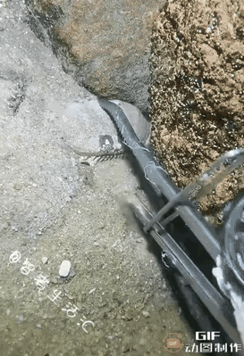 有位大哥赶海时，瞅见了一只雌性面包蟹，那叫一个兴奋，麻溜地用夹子把它夹住了，心