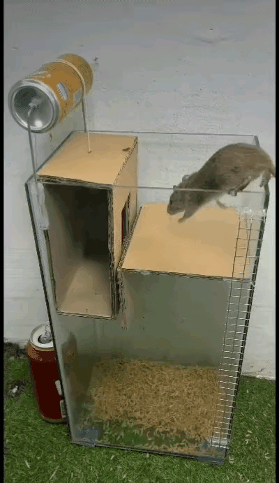 天哪！太有才了，他是怎么想出来的？​网友评论：​老鼠:这辈子没没想过居然有人