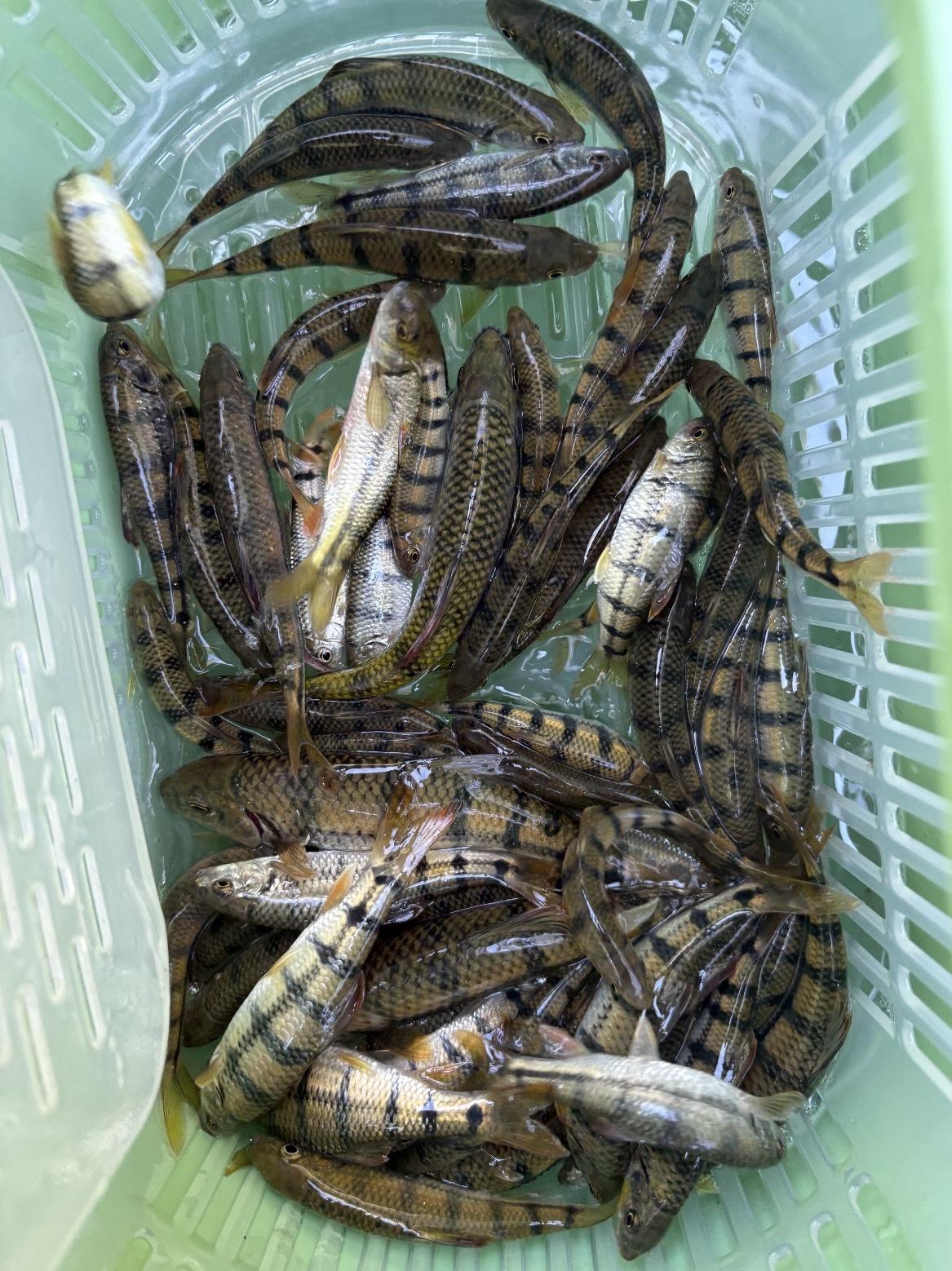分享一张超带感的渔获照片！之前看到福州摄影爱好者何小军拍的连江苔菉镇北茭村开渔后