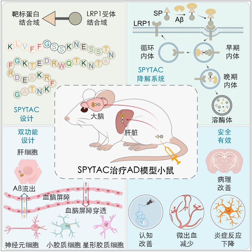 【阿尔茨海默病治疗新策略被发现】阿尔茨海默病是常见的神经退行性疾病，核心病因是大
