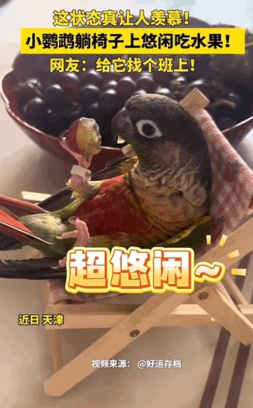 羡慕了！天津，女子养了一只鹦鹉，每天鹦鹉活得都特别精致。躺在椅子上悠闲的吃着水果