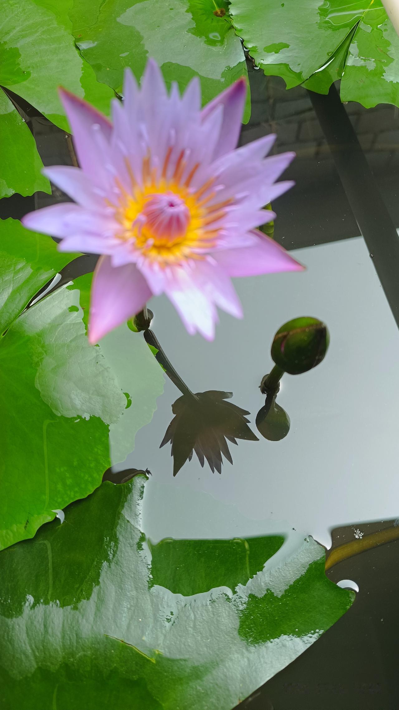 恩格斯在《家庭，私有制和国家的起源》里边说:婚姻是保障每一个男人都有自己的奴隶，