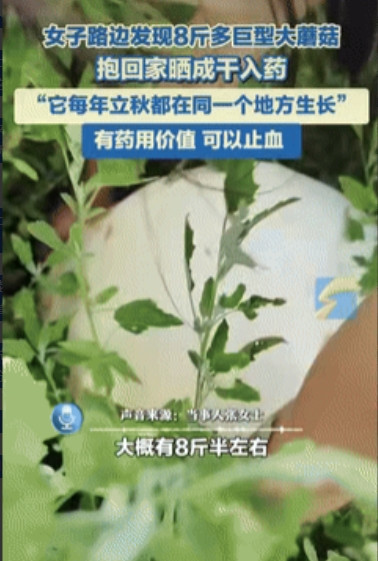 “这都是命啊！”黑龙江齐齐哈尔市，一女子在路边玩的时候，发现有颗重量高达8斤多的