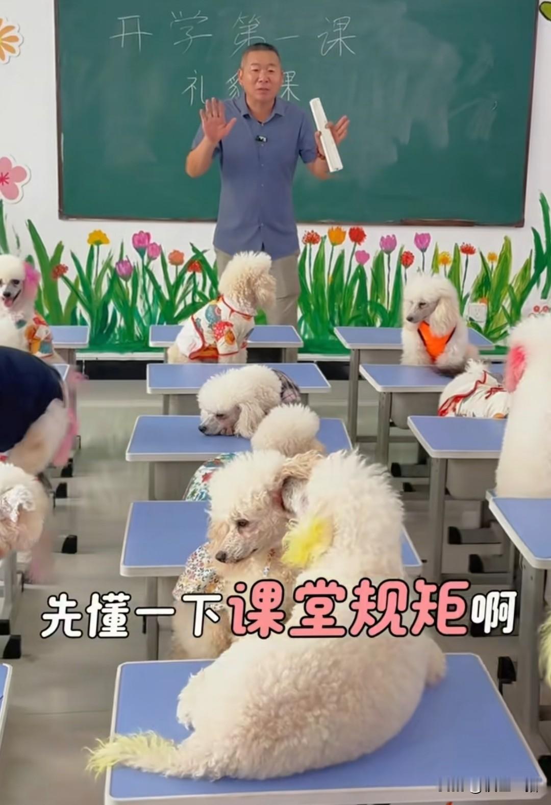 狗都开始上幼儿园了，还有专门的课程教狗、学古诗，还有体育课。一个月的收费是11