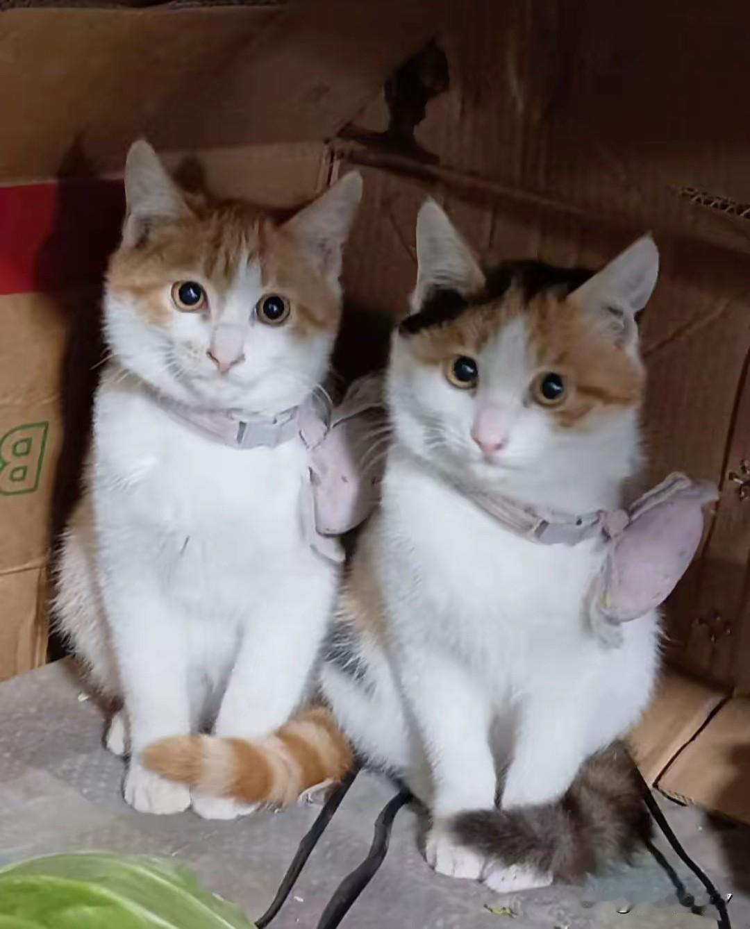 叔叔走后，侄儿继承了两只猫独居的叔叔突发心梗离世，侄儿忙前忙后，总算料理完