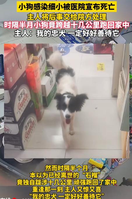 万万没想到，8月11日时速新闻报道，江苏，一男子家狗子因感染了病毒，送到宠物医院