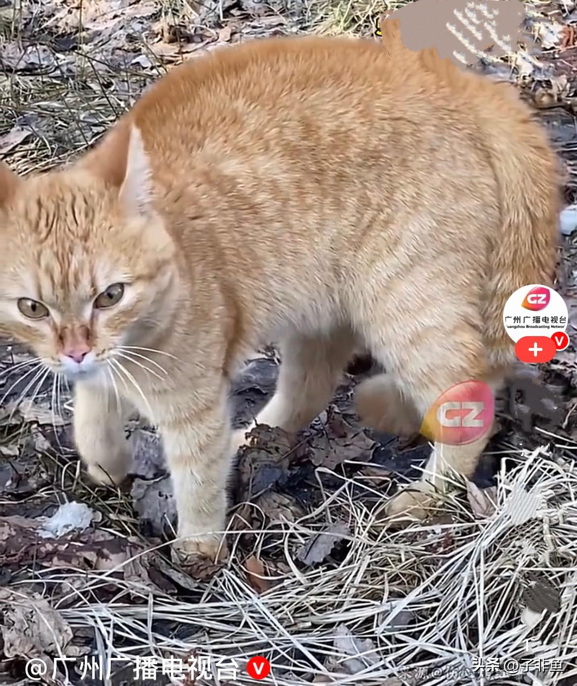 广东一只超萌大橘猫，身体圆滚滚软乎乎，颜值超在线，可近日，这只小可怜，屁股居然被
