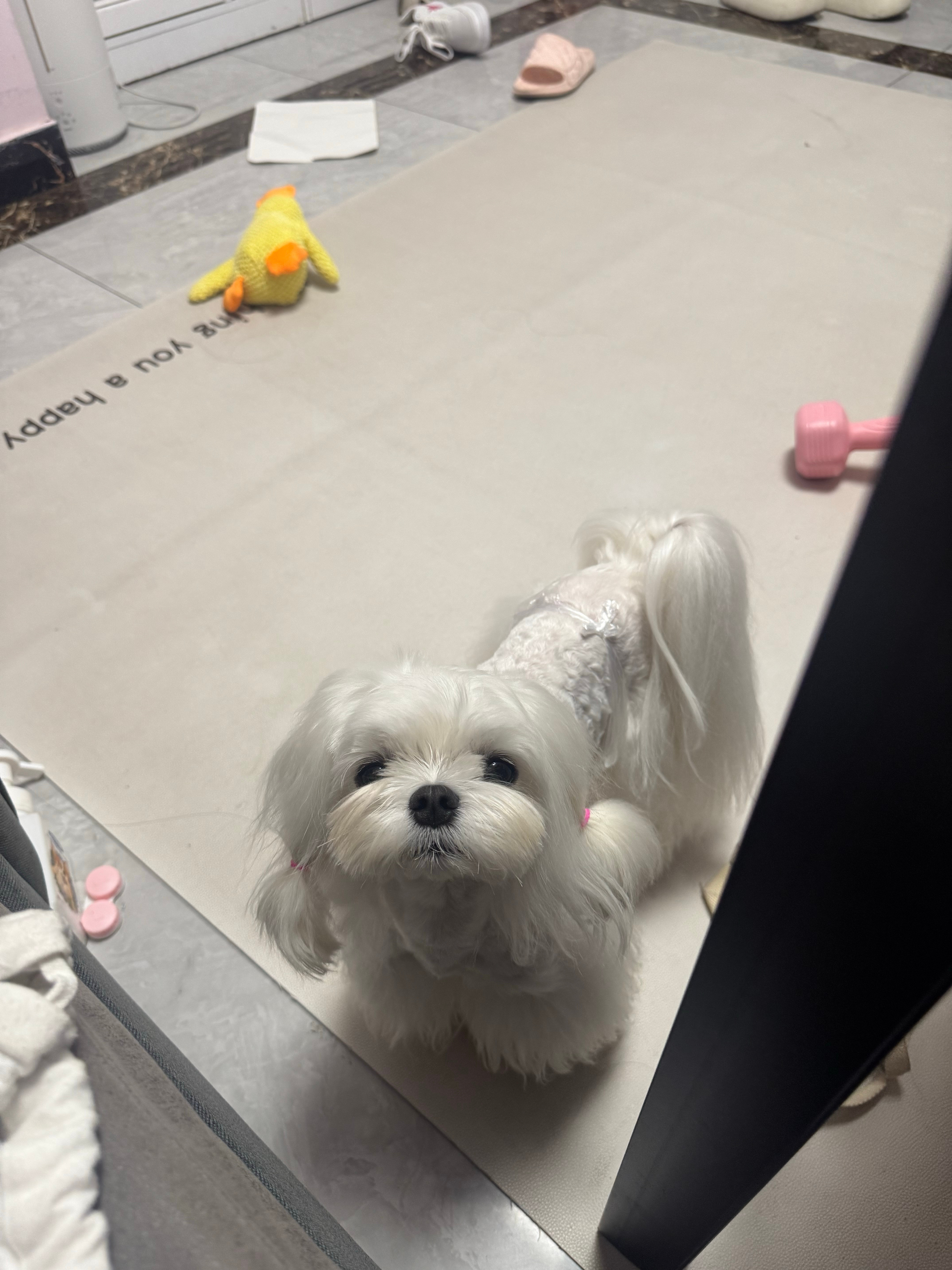 木木真的超级乖，我不回家他就一直在客厅等我