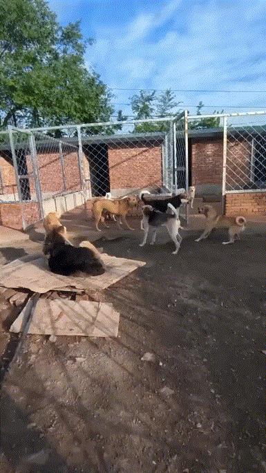 狗王出马，乖乖就范！