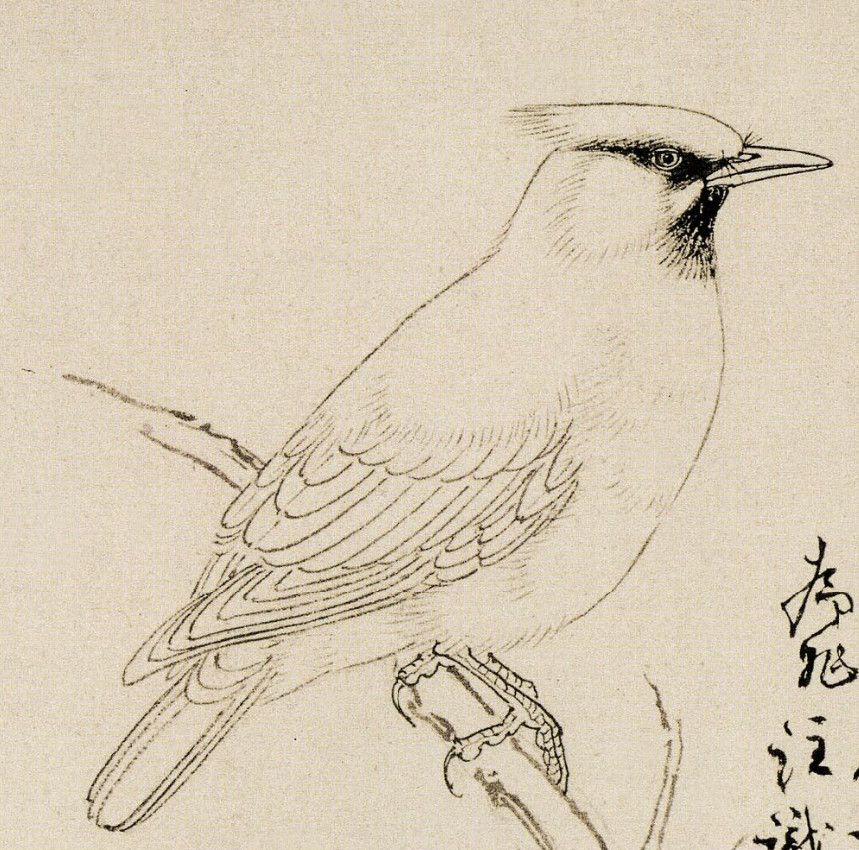 【鸟咋画？】国画雅集​​​