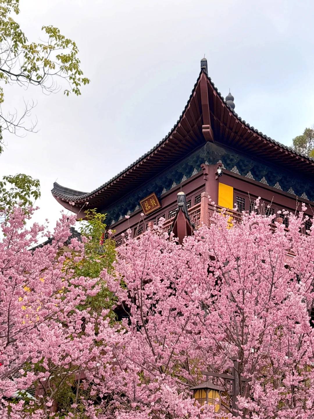 不用等大屋顶❗️良渚千年古寺的樱花已开爆