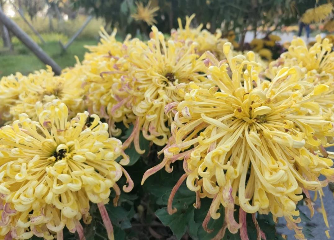 邻居阿姨的老母亲，98岁的老太太，昨天上午还自己在小区里溜达晒太阳，和院里比她小