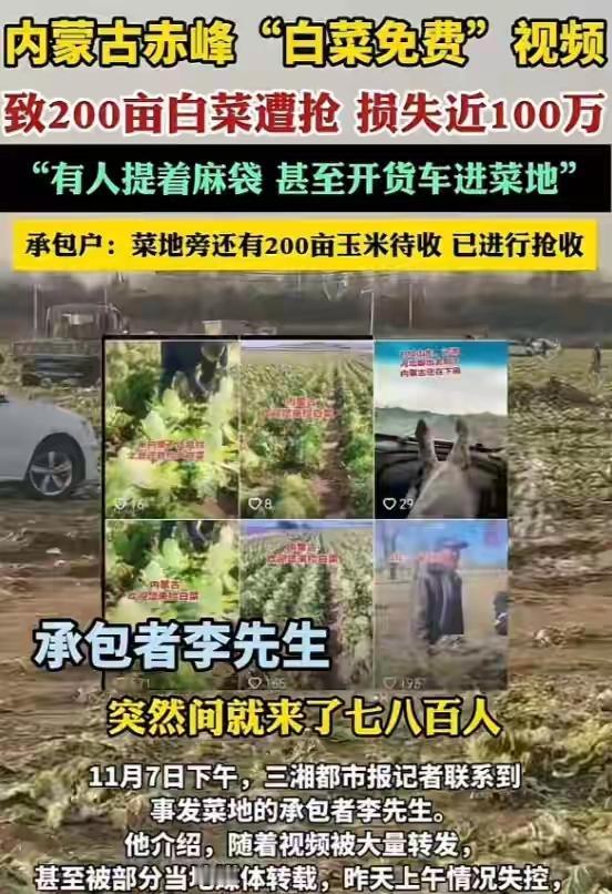 “一条免费视频，百万白菜没了！”内蒙古赤峰，200亩白菜遭哄抢，起因竟是网传“不