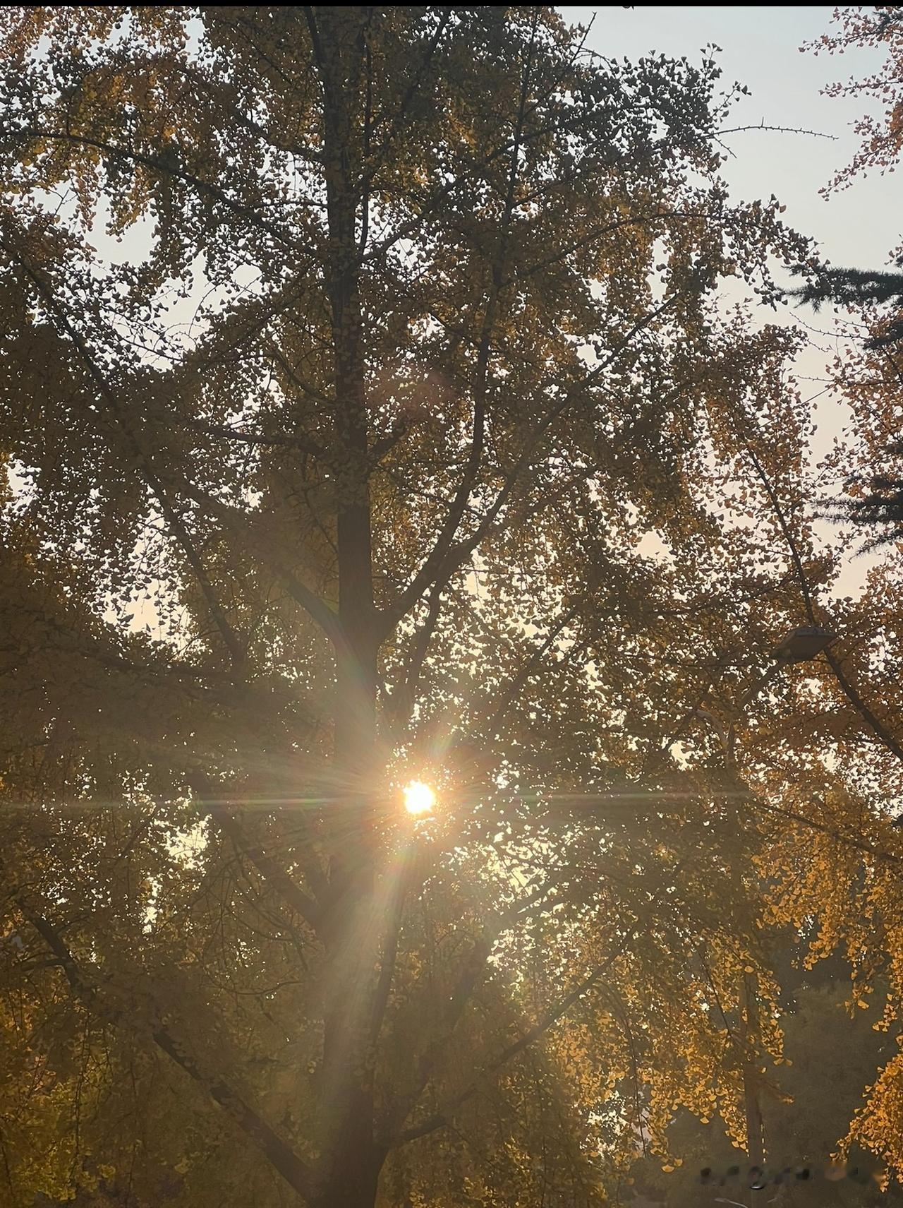 一夜的狂风，把温度和树叶打下来，北京树很多，尤其是银杏。入了冬的北京，虽然没