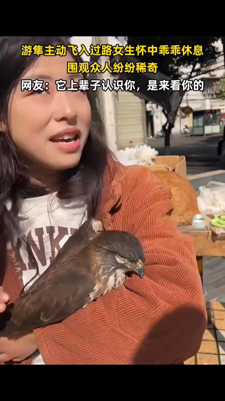 游隼主动飞入过路女生怀中乖乖休息，围观众人纷纷稀奇。网友：它上辈子认识你，是来