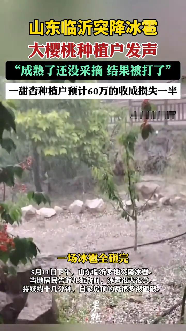 山东临沂突降冰雹，大樱桃种植户发声："成熟了还没采摘结果被打了"，一甜杏种植户预