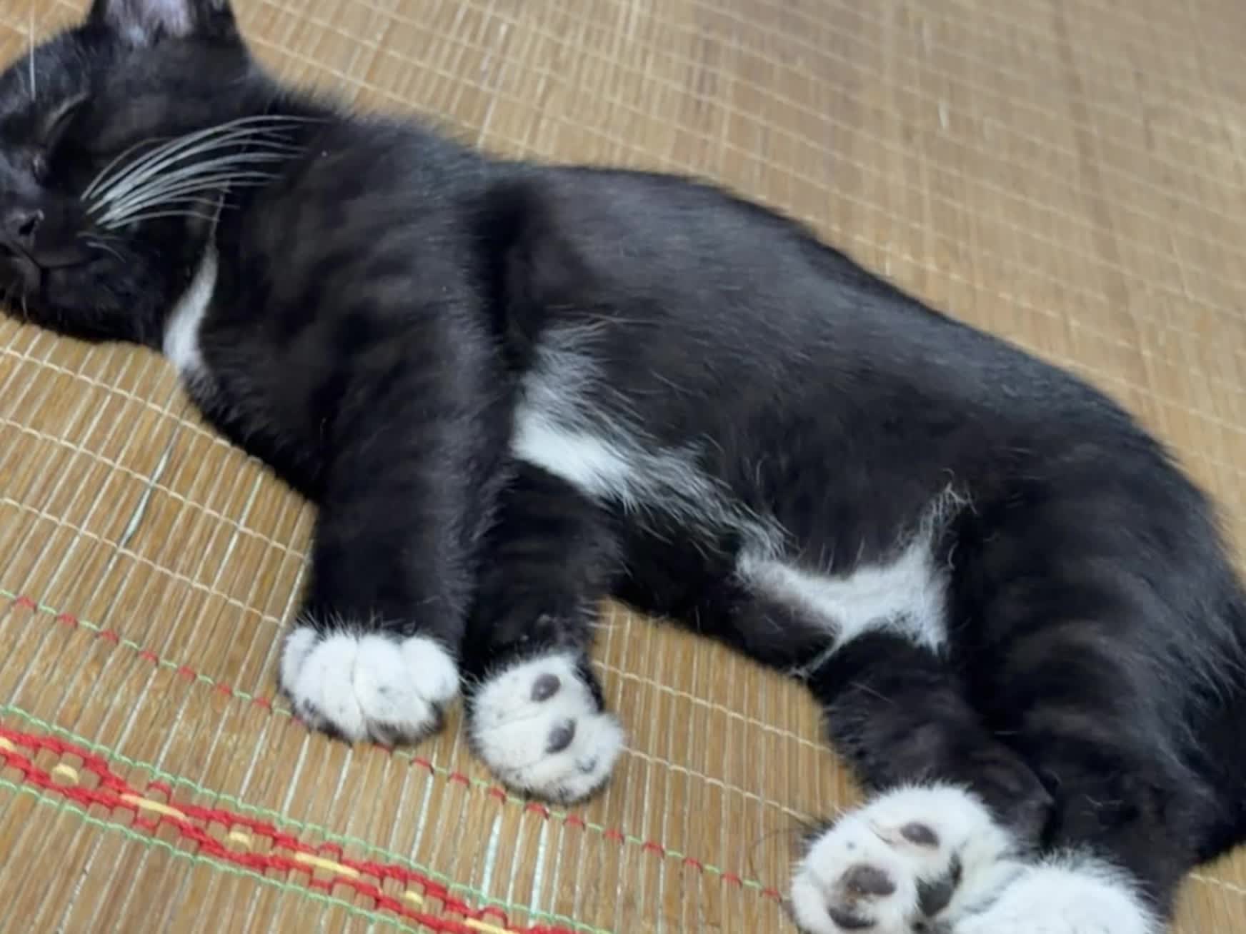猫咪躺姿