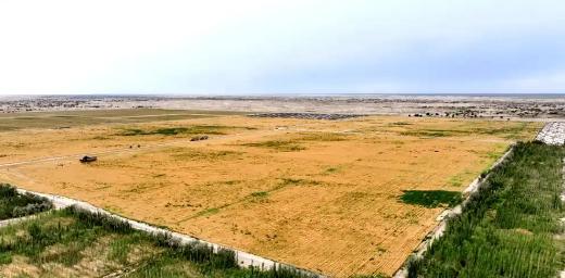 万万没想到，中国工程闹了个大“乌龙”，原本以为在沙漠种小麦产量会很低，不料一亩地