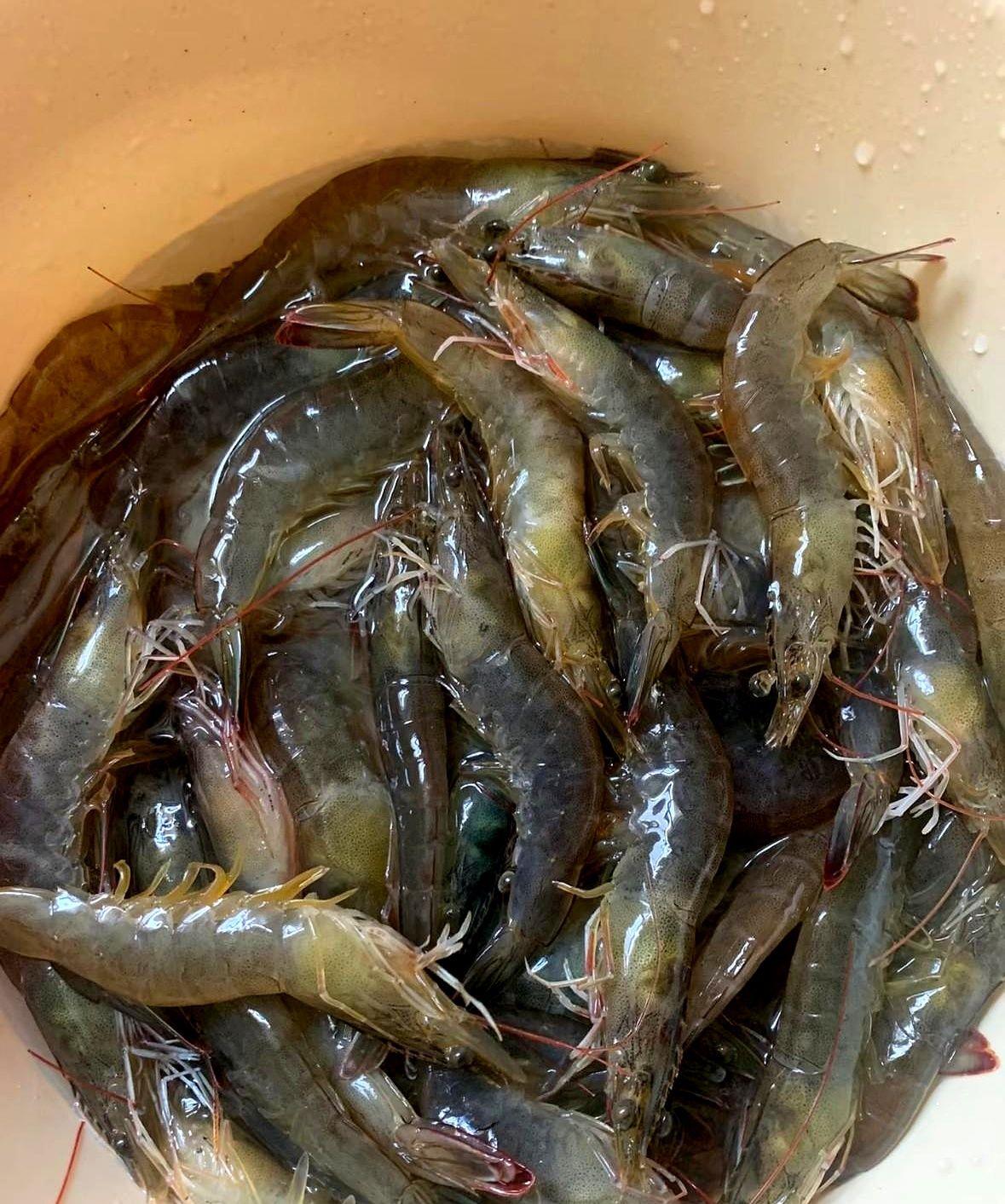 到今天我才发现菜市场卖的活虾都是智商税一直以来家里吃虾我都是从菜市场买活