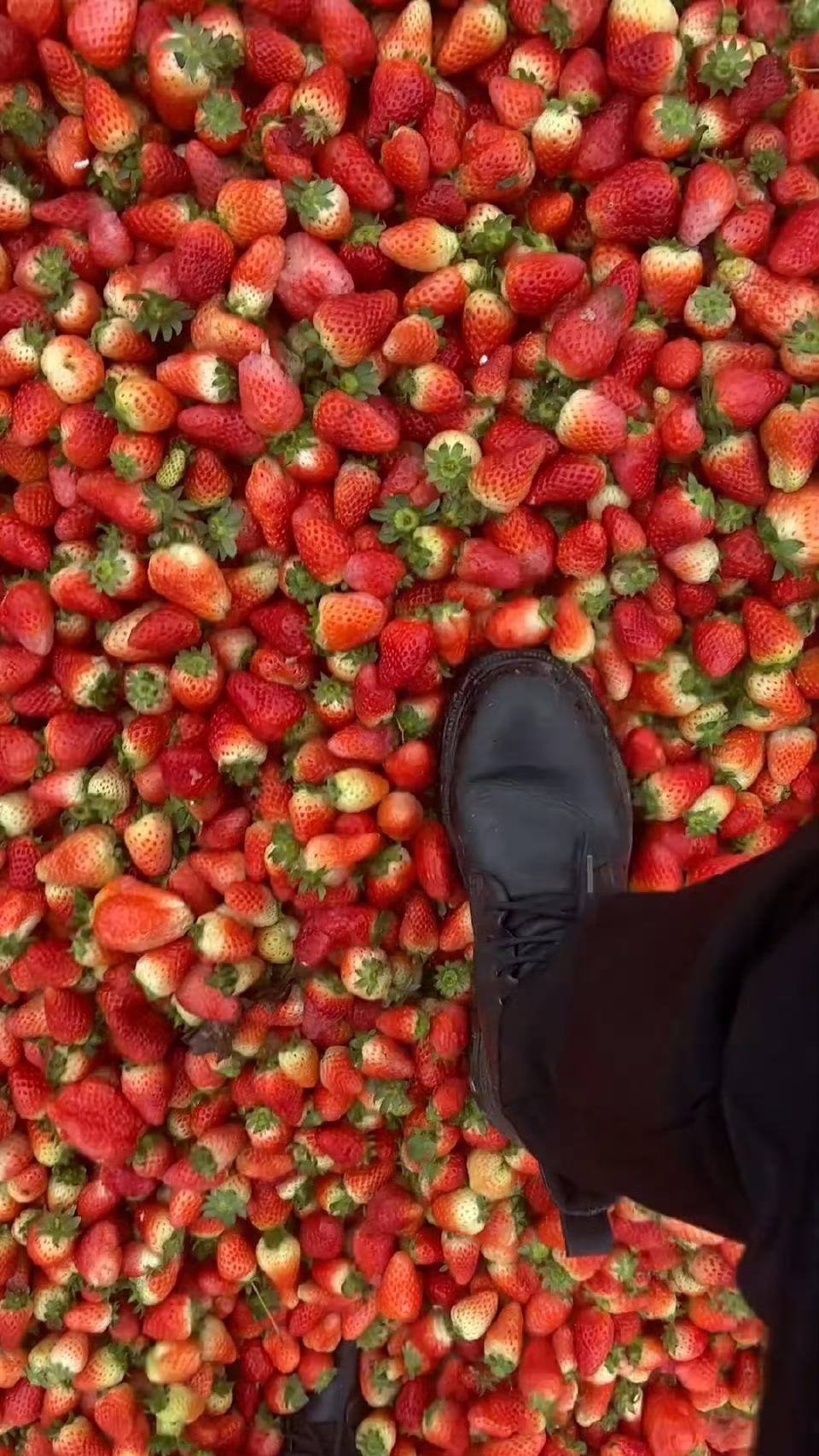 终于弄明白了为什么现在草莓价格下跌到一块一斤[捂脸哭]不是因为草莓不甜，也不是