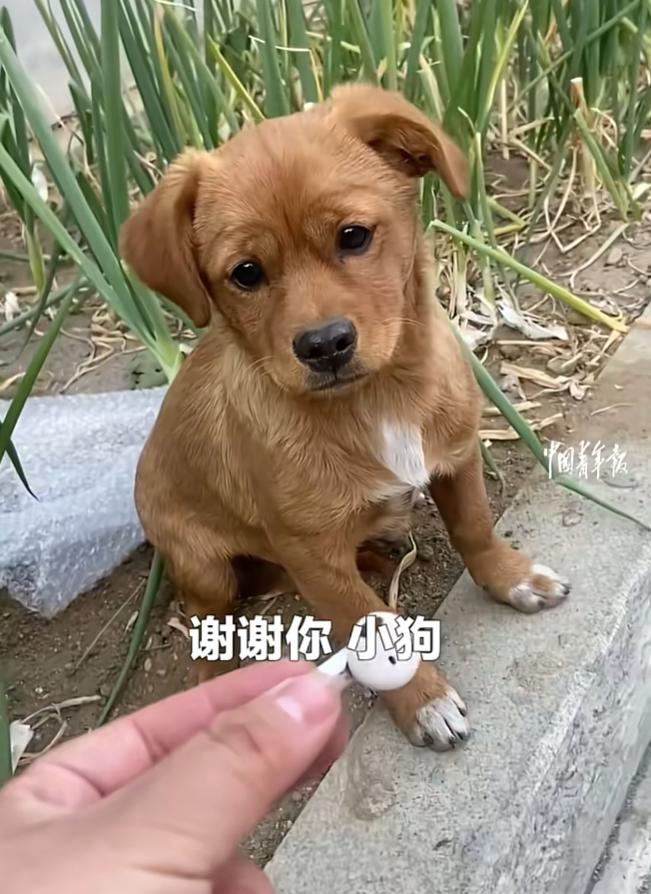 科学也无法解释了!近日,辽宁沈阳,女子的耳机不小心掉进了路边葱地里,就当女子觉得