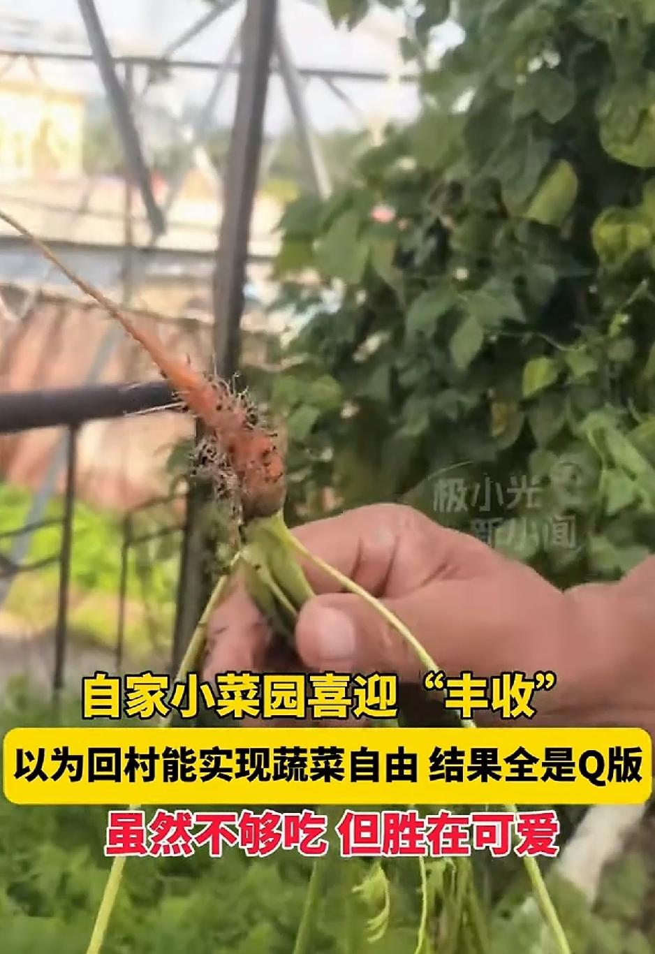 出乎预料了。黑龙江，一家人在自家小院里搭建了一个菜园种菜，一番种植后，小菜园喜迎