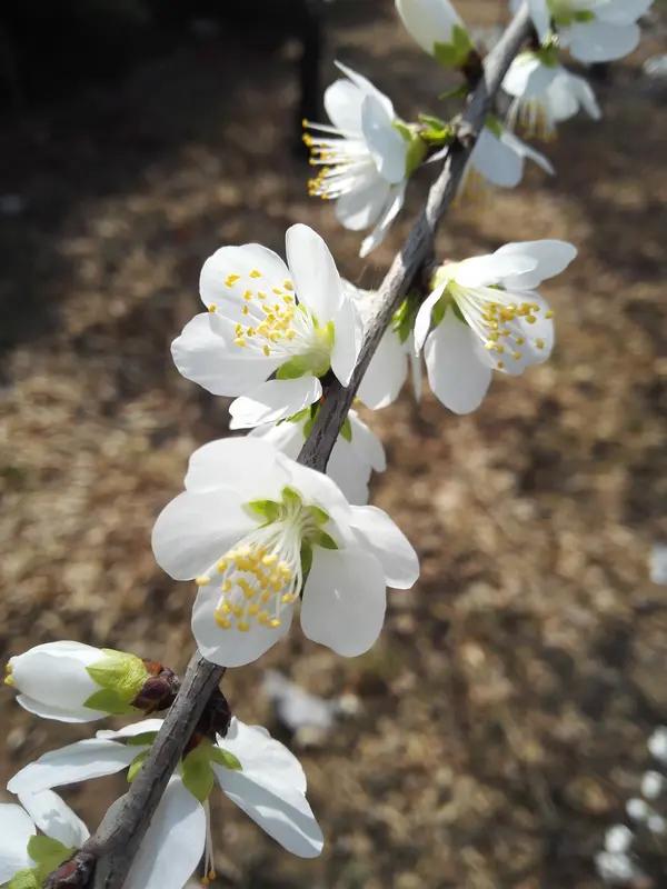 【陕西延安惊天失踪案：58岁校车司机神秘失踪240天，悬赏十万寻父，真相成谜】