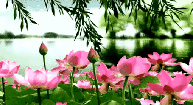 上联：十里荷塘风光好下联：一轮明月夜色幽友友请邀对下联友友请展示下联友友