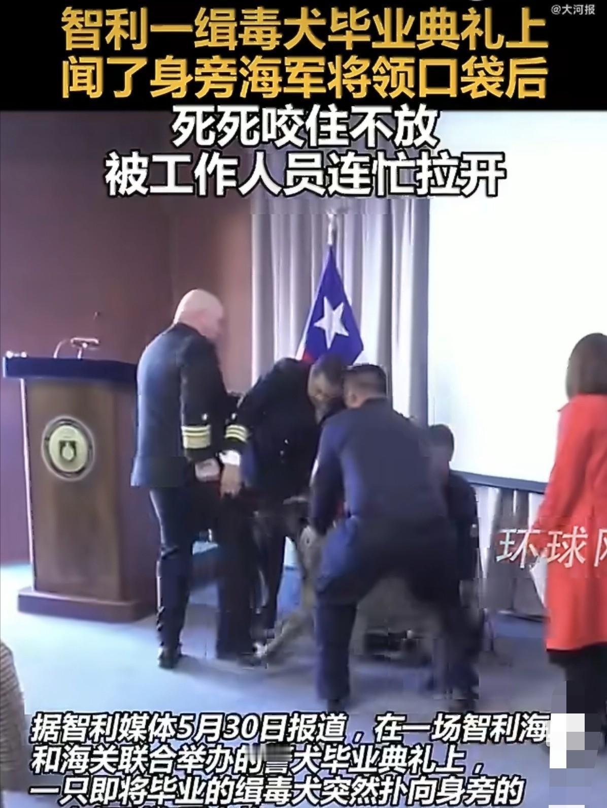 智利一场警犬毕业典礼上，缉毒犬突然扑向一名海军中将，死死咬住他的裤袋不放。一只狗