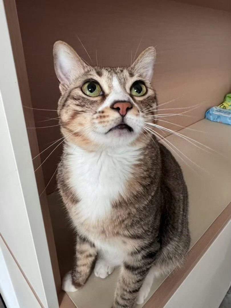 人是怎么发现猫有这种小众癖好的铲屎官细心观察才发现猫咪独特爱好，有的偏爱啃植物