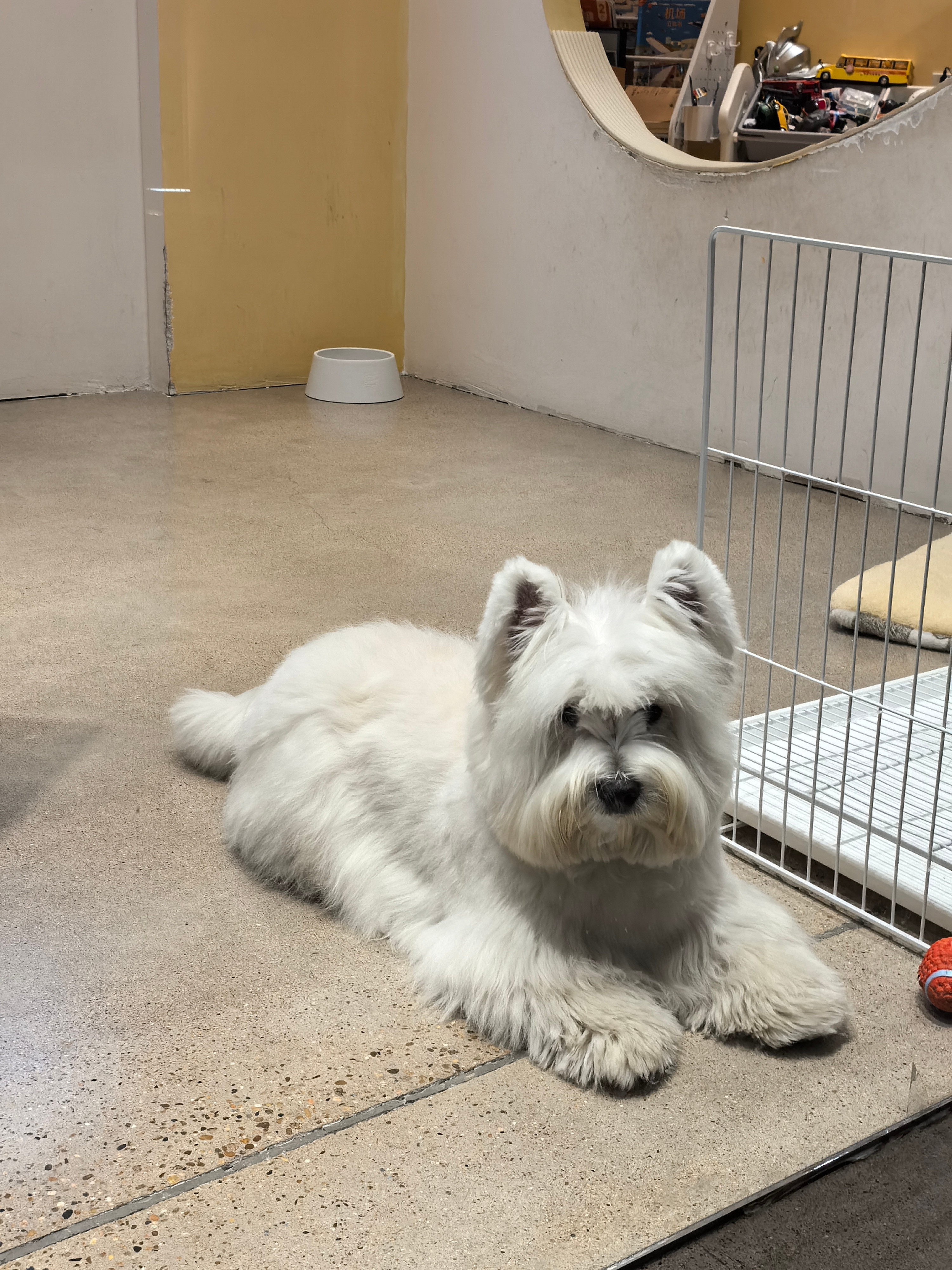 今天逛街发现一只超级可爱的狗！