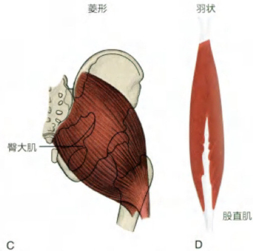 肌骨解读【教你读懂肌肉的名字】人体有超过600块骨骼肌，每块肌肉都有一个独特的