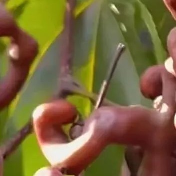 种植🍂拐枣种植方法一、选地整地拐枣适应性较强，喜生于向阳、湿润、土壤肥沃、排