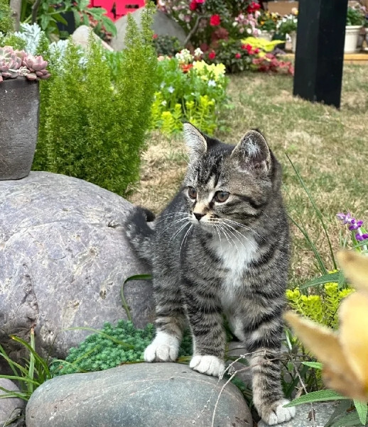 蔫小猫半年后突然失踪！花园鼠患却离奇消失？翻猫窝发现玄机：原来它才是隐藏的灭鼠大神