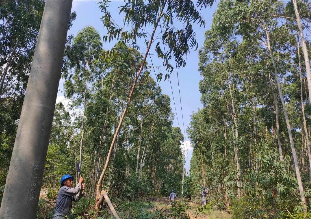 湖南，电力公司在检修线路时，发现一村民种的树，树枝伸到了高压线，岂料，电力公司竟