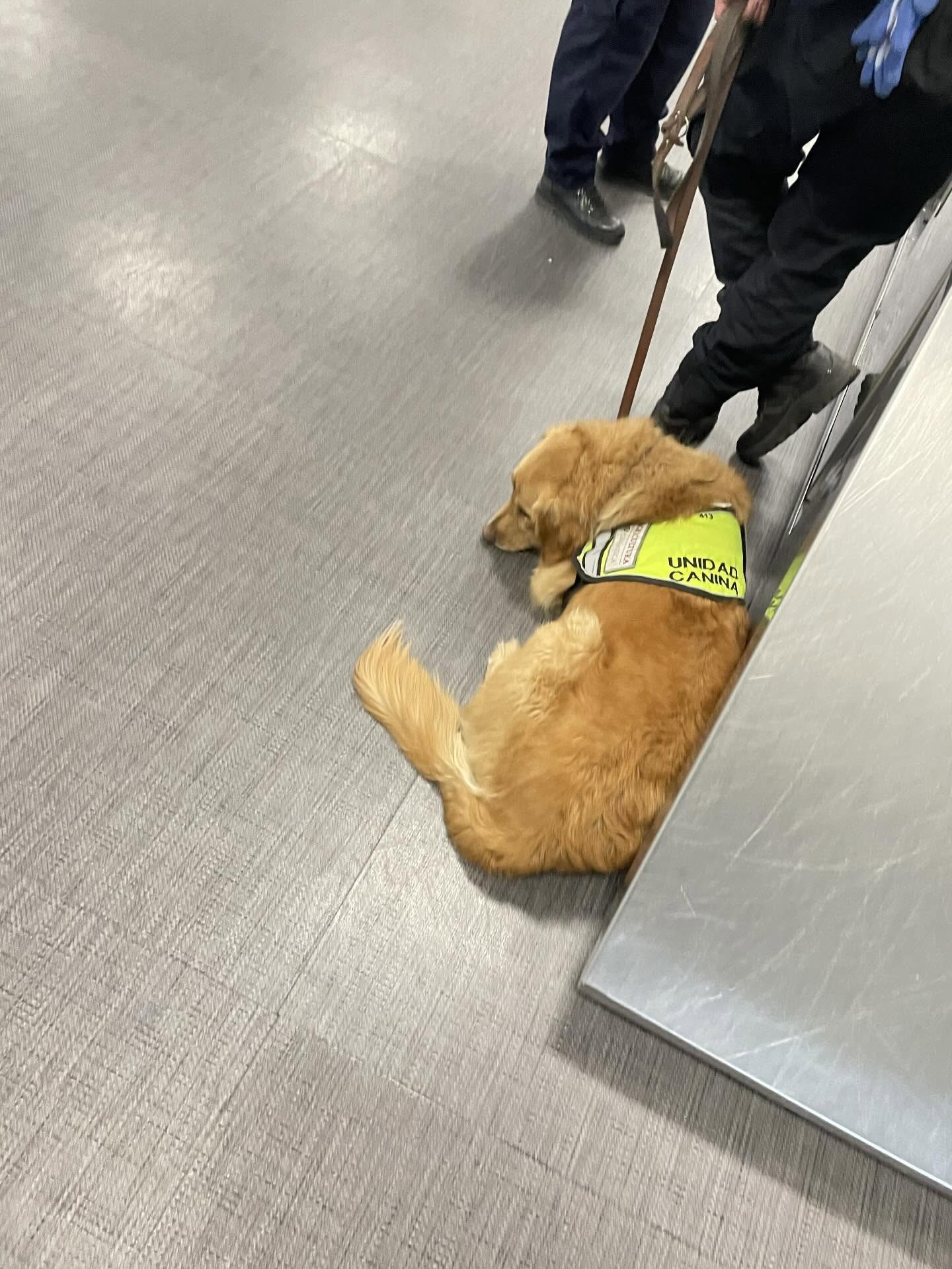 缉毒犬搜出泡面被骂一位日本网友在墨西哥机场过境时，一只金毛缉毒犬对着他大吼，于