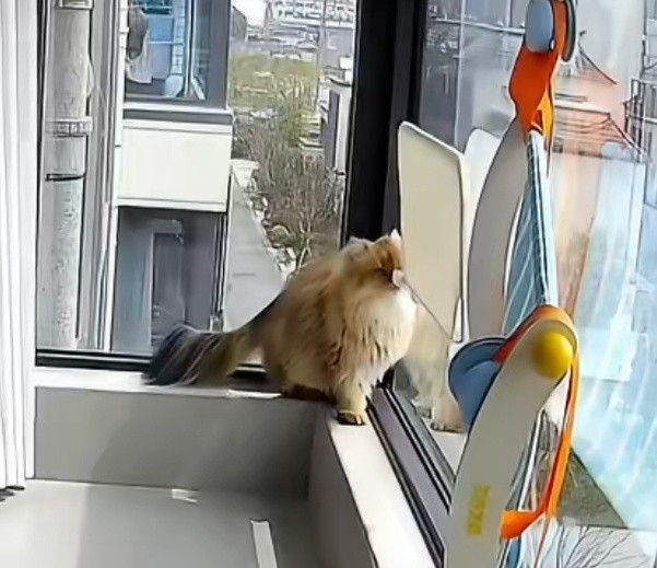 小猫会自己打开小床晒太阳小猫也太萌了