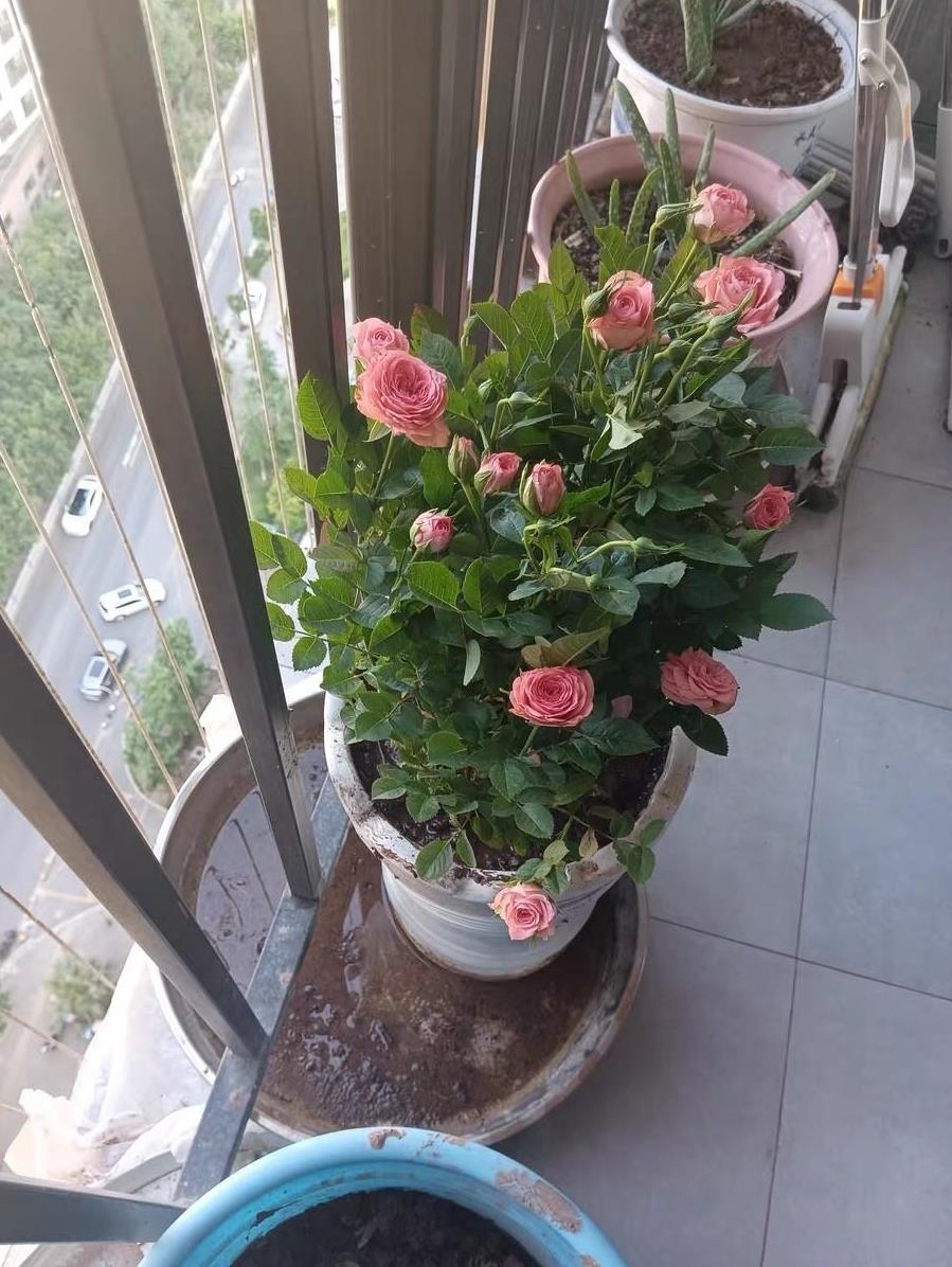 一花难求，花开了，叶片开始蔫了，花苞还在不断增加。刚把水浇透，叶片开始出现微黄，