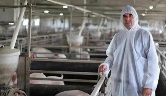 北欧人凭什么那么富？看看丹麦人是怎么养猪的，你就明白了 麻烦看官老爷们右上角