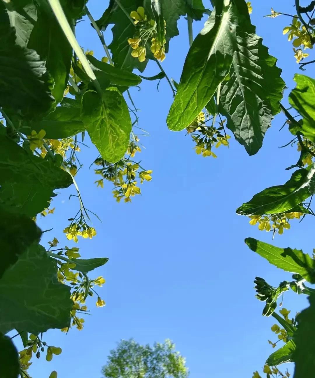 #分享城市新鲜事#今天是6月9日星期一，新的一周又开始了。今天也是高考的最后