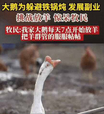 “这真是凭本事吃饭！”内蒙古最近内蒙古阿拉善草原上真出了怪事。去年春天有牧民买了