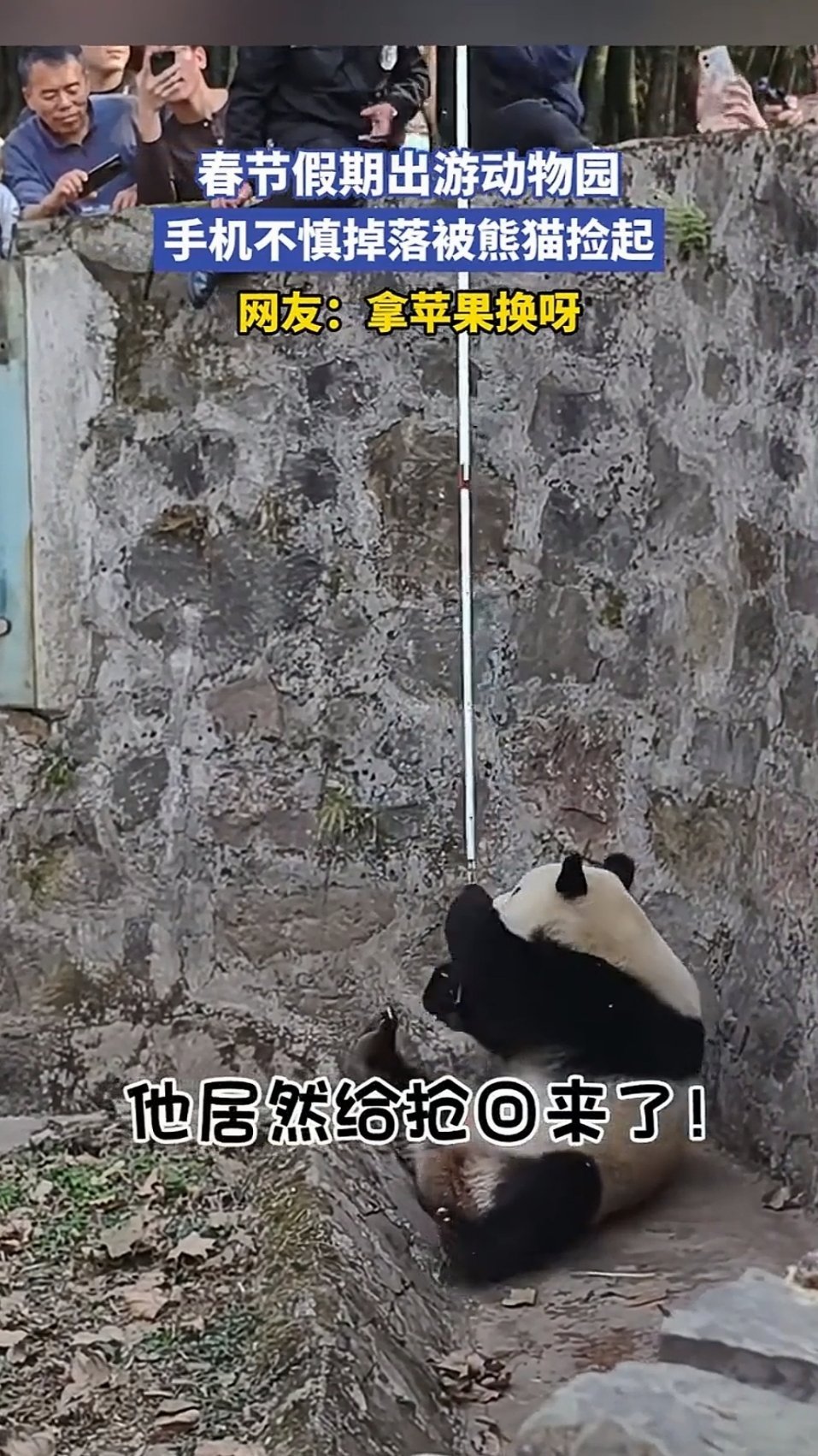 四川一熊猫捡起游客遗落手机，饲养员试图喂食吸引取回，熊猫仍紧抱不放“最后玩够了才